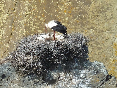 Clifftop storks nest Cabo Sardao