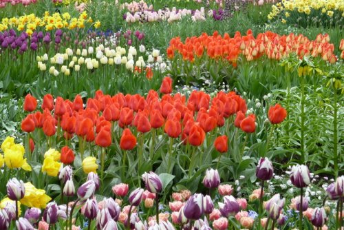 Tulips at Koekenhoh gardens