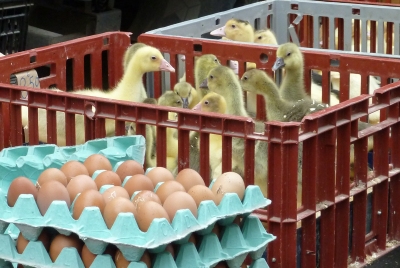 Falaise chicks in a basket