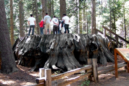 big tree stump