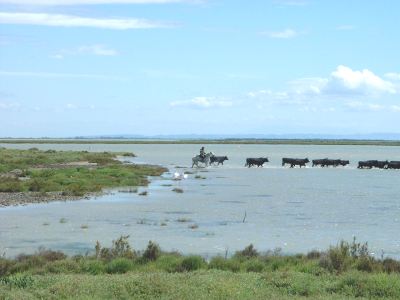 Camargue black bulls in lagoon