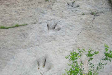 Dinosaur footprints at Enciso