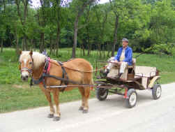 Hainich National park horse and cart