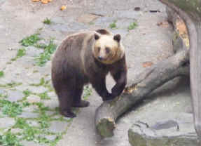 One of the bears living in the castle moat
