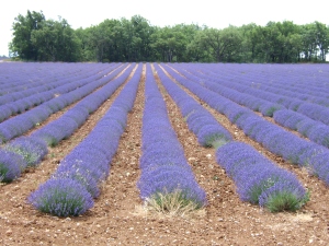 Valensole lavender